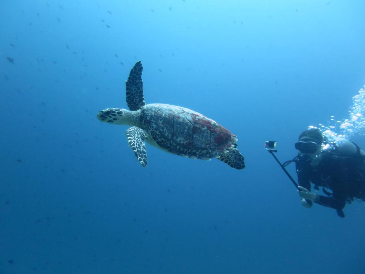 South Ari Dive Center Hotel Dhangethi Eksteriør billede